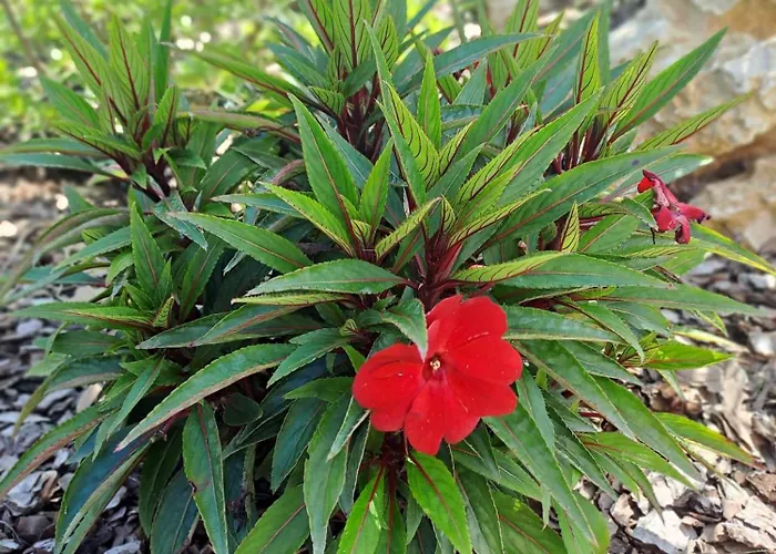 La Campagna Di Peppe E Tullia